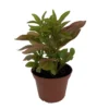 Biblical Yellow St. Joseph's Coat Houseplant: Easy Grow, 2.5" Pot - Colorful Foliage