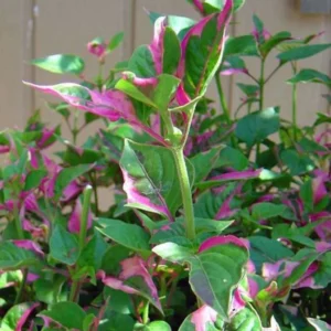 Biblical Yellow St. Joseph's Coat Houseplant: Easy Grow, 2.5