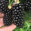 Big Daddy Blackberry Thornless Rubus Plant - Fruit Plant Starter - High Yield