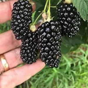 Big Daddy Blackberry Thornless Rubus Plant - Fruit Plant Starter - High Yield