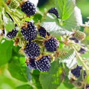 Big Daddy Blackberry Thornless Rubus Plant - Fruit Plant Starter - High Yield