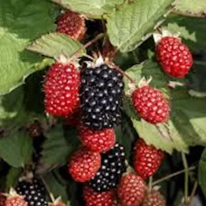 Big Daddy Blackberry Thornless Rubus Plant - Fruit Plant Starter - High Yield