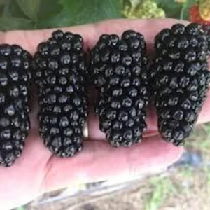 Big Daddy Blackberry Thornless Rubus Plant - Fruit Plant Starter - High Yield