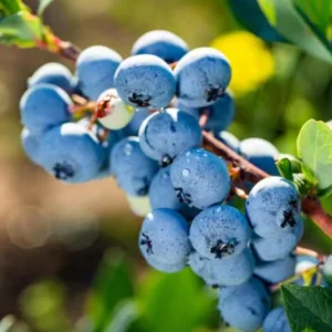 Biloxi Blueberry Plant Live - Sweet Blueberry Bush - 4 to 6 Inch Tall - Garden Ready