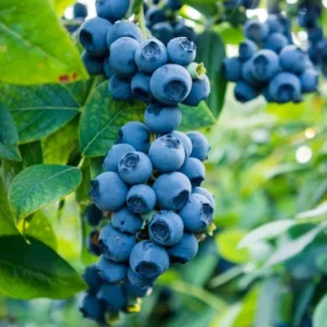 Biloxi Blueberry Plant Live - Sweet Blueberry Bush - 4 to 6 Inch Tall - Garden Ready