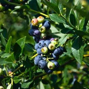 Biloxi Blueberry Plant Live - Sweet Blueberry Bush - 4 to 6 Inch Tall - Garden Ready