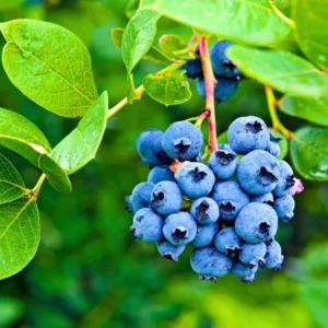 Biloxi Blueberry Plant Live - Sweet Blueberry Bush - 4 to 6 Inch Tall - Garden Ready
