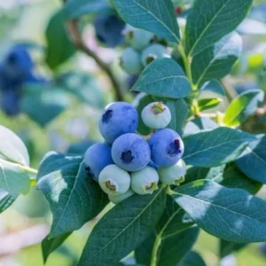 Biloxi Blueberry Plant Live - Sweet Blueberry Bush - 4 to 6 Inch Tall - Garden Ready