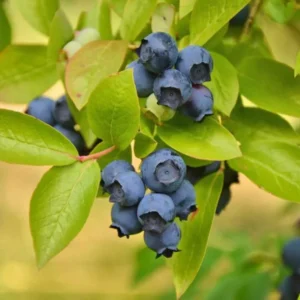 Biloxi Blueberry Plant Live - Sweet Blueberry Bush - 4 to 6 Inch Tall - Garden Ready