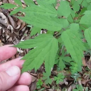 Black Cohosh Plants Actaea Racemosa - 40 Bare Root Native Wildflower Plants