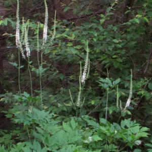 Black Cohosh Plants Actaea Racemosa - 40 Bare Root Native Wildflower Plants