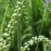 Black Cohosh Root 5 Bulbs - Bugbane Black Snakeroot Flowering Plant