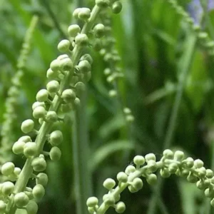 Black Cohosh Root 5 Bulbs - Bugbane Black Snakeroot Flowering Plant