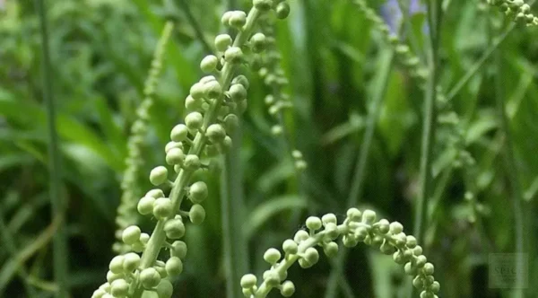 Black Cohosh Root 5 Bulbs - Bugbane Black Snakeroot Flowering Plant