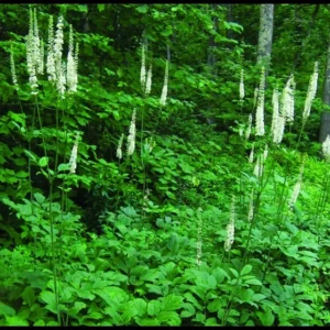 Black Cohosh Root 5 Bulbs - Bugbane Black Snakeroot Flowering Plant