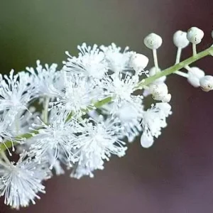 Black Cohosh Root 5 Bulbs - Bugbane Black Snakeroot Flowering Plant