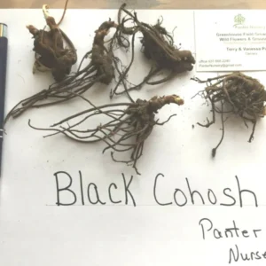 Black Cohosh Root 5 Bulbs - Bugbane Black Snakeroot Flowering Plant