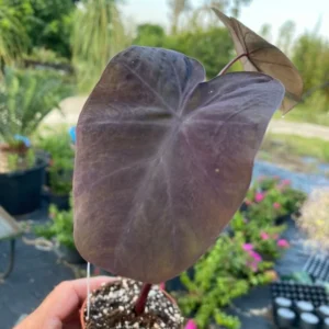 Black Coral Elephant Ear Calocasia esculenta Rooted Plant - 3