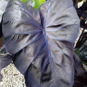 Black Coral Elephant Ear Calocasia esculenta Rooted Plant - 3