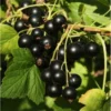 Black Currant Plant - Ben Alder Live Shrub Starter - 8-12 Inch - Edible Fruit