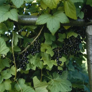 Black Currant Plant - Ben Alder Live Shrub Starter - 8-12 Inch - Edible Fruit