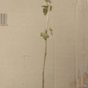Black Currant Plant - Ben Alder Live Shrub Starter - 8-12 Inch - Edible Fruit