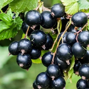 Black Currant Plant - Ben Alder Live Shrub Starter - 8-12 Inch - Edible Fruit