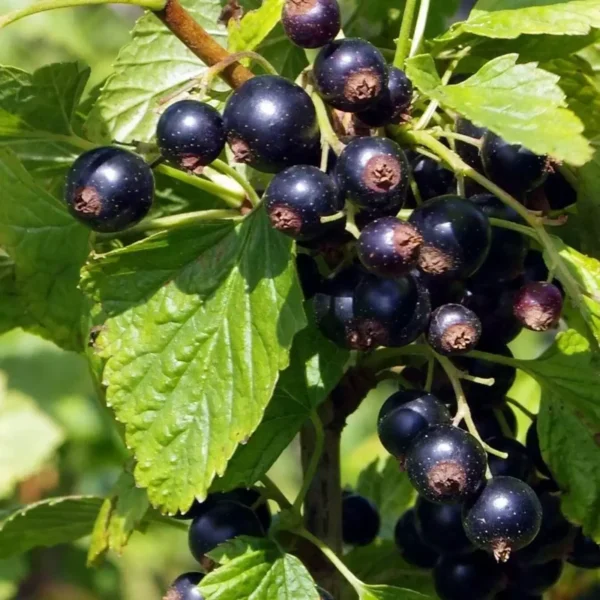 Black Currant Plant Live Rooted Starter Shrub 8-12 Inch Edible