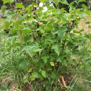 Black Currant Plant Live Rooted Starter Shrub 8-12 Inch Edible