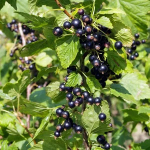 Black Currant Plant Live Rooted Starter Shrub 8-12 Inch Edible