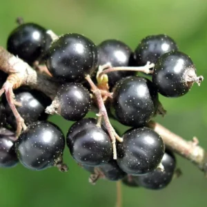 Black Currant Plant Live Rooted Starter Shrub 8-12 Inch Edible