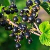 Black Currant Plant Live Rooted Starter Shrub 8-12 Inch Edible Fruit Zones 4-8