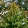 Black Gum Tree Nyssa sylvatica Plant - 6-12 Inch Tall - Quart Pot Shade Tree