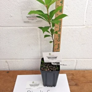 Black Gum Tree Nyssa sylvatica Plant - 6-12 Inch Tall - Quart Pot Shade Tree