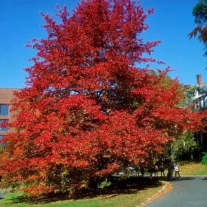 Black Gum Tree Nyssa sylvatica Plant - 6-12 Inch Tall - Quart Pot Shade Tree