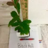 Black Haw Viburnum Plant - Viburnum Prunifolium - 6-12 Inch Shrub