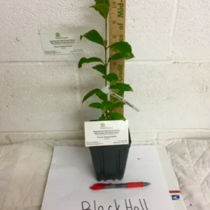 Black Haw Viburnum Plant - Viburnum Prunifolium - 6-12 Inch Shrub