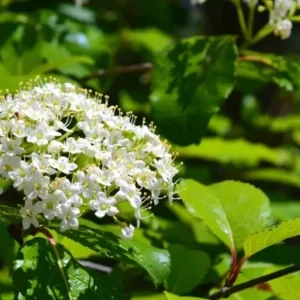 Black Haw Viburnum Plant - Viburnum Prunifolium - 6-12 Inch Shrub