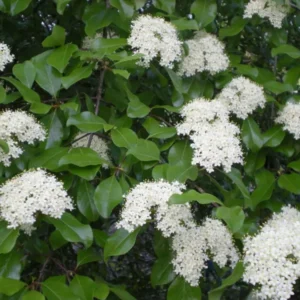 Black Haw Viburnum Plant - Viburnum Prunifolium - 6-12 Inch Shrub
