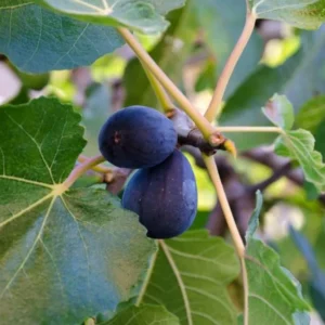 Black Mission Fig Plant Live - 4 to 6 Inch Ficus Carica Tree for Patio and Garden