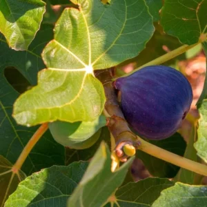 Black Mission Fig Plant Live - 4 to 6 Inch Ficus Carica Tree for Patio and Garden