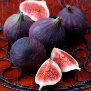 Black Mission Fig Plant Live - 4 to 6 Inch Ficus Carica Tree for Patio and Garden