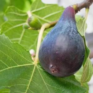 Black Mission Fig Plant Live - 4 to 6 Inch Ficus Carica Tree for Patio and Garden
