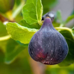 Black Mission Fig Plant Live - 4 to 6 Inch Ficus Carica Tree for Patio and Garden