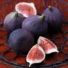 Black Mission Fig Tree Starter Plant - Ficus Carica - Perennial Fruit Tree
