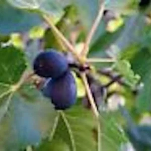 Black Mission Fig Tree Starter Plant - Ficus Carica - Perennial Fruit Tree