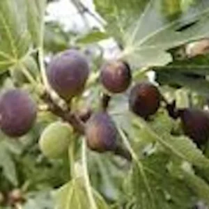 Black Mission Fig Tree Starter Plant - Ficus Carica - Perennial Fruit Tree