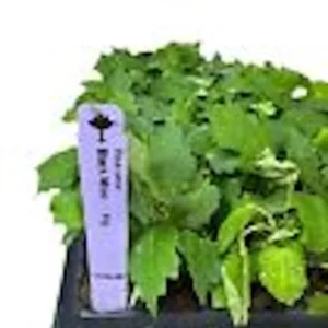 Black Mission Fig Tree Starter Plant - Ficus Carica - Perennial Fruit Tree