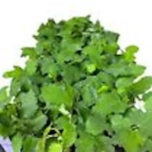 Black Mission Fig Tree Starter Plant - Ficus Carica - Perennial Fruit Tree