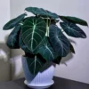 Black Velvet Alocasia Plant Live - 4 to 6 Inch Indoor/Garden Elephant Ear Plant